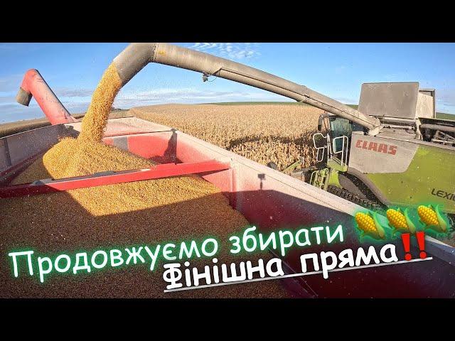 Ефектне відео про обмолот кукурудзи‼️ Блу-Н на кукурудзі‼️