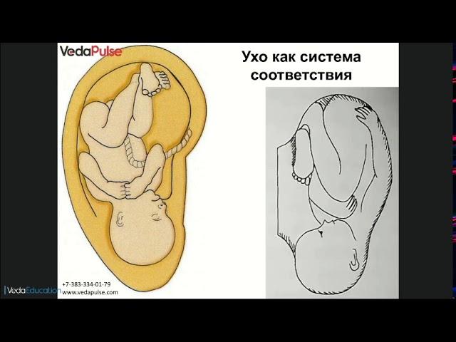 Аурикулотерапия: возможности метода и программного модуля «ВедаПульс»