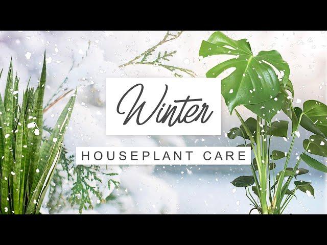 Winter Care Tips For Houseplants  How To Keep Indoor Plants Healthy Over Winter 