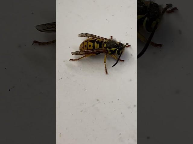 Found this huge bee in the middle of winter in my garage….WTF?