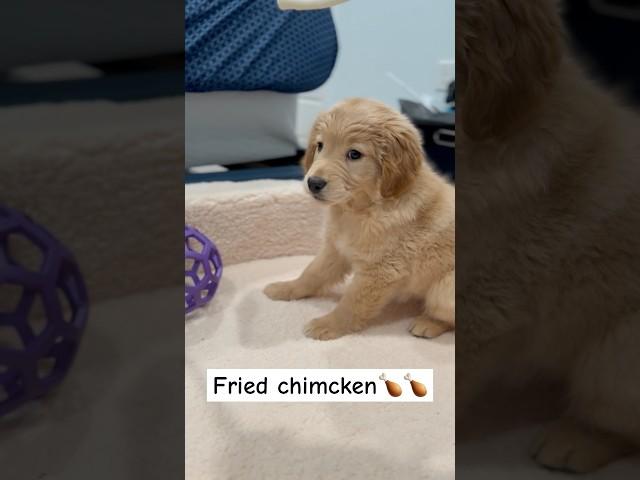 Oops I farted Again#goldenretriever#retrieverlove#puppyvideos#shortsvideoyoutube#cutepuppy#oop