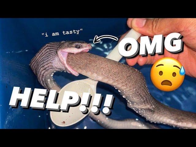 HELP!! My Snake keeps EATING HERSELF !!! ~ I saved her but…