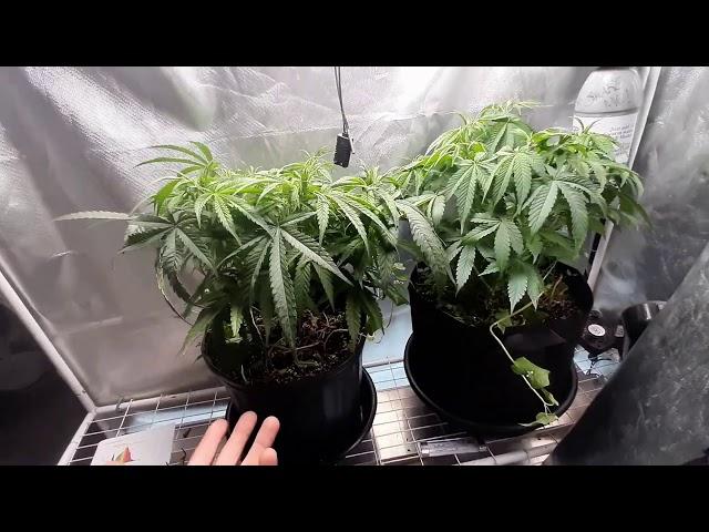 Intents Growing Light burn  Nutrient Burn  Calcium Deficiency - Intents tip How to correct #tnb