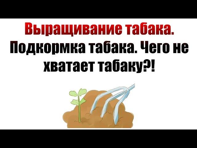 ТАБАК | Выращивание табака. Подкормка табака. Чего не хватает?!