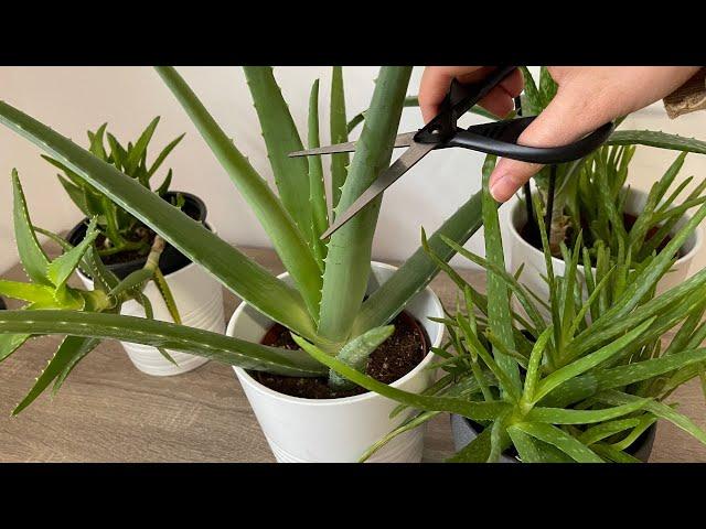 Pay Attention To This For Aloe Vera To Give Abundant Offspring And For Its Fast Growth! Aloe Secrets