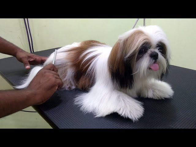 Silky hair Pet named Silk - Grooming Session