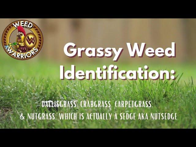 Grassy Weed Identification (1 of 2)