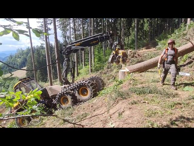  Logging in Beautiful Austria  PONSSE Bear  Lumberjack & MS 500i 