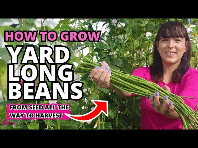 The Ultimate Yard Long Bean Growing Guide - From Seed To Harvest #beans #garden #vegetablegarden