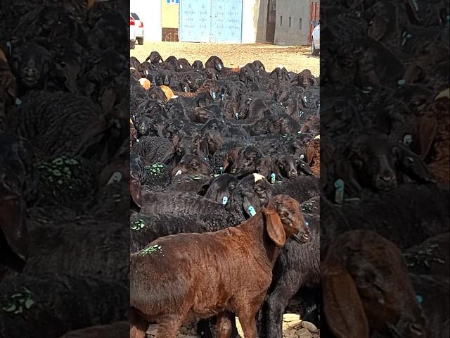 Кузилар!Лайк босишга арзийдими?