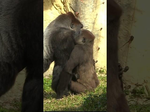 227#ゴリラ | D'jeeco Family  #shorts 【#金剛猩猩】 #2023Taipei Zoo 台北動物園