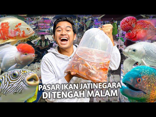 BLUSUKAN SIDAK PASAR IKAN HIAS TERBESAR JAKARTA JATINEGARA!