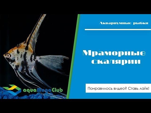 Мраморные скалярии (обычные и золотые) - стандарт породы