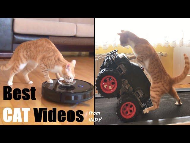 Best & Funniest Cat Videos 2022 - Viral Cat Videos Compilation of INDY