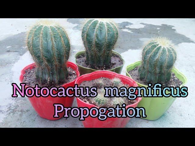 Notocactus magnificus offsets propagation