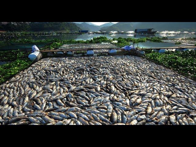 РЫБАЛКА В КАЗАХСТАНЕ. ТАРАЗ. В реке Талас умирает рыба. Белый Амур. / the fish are dying