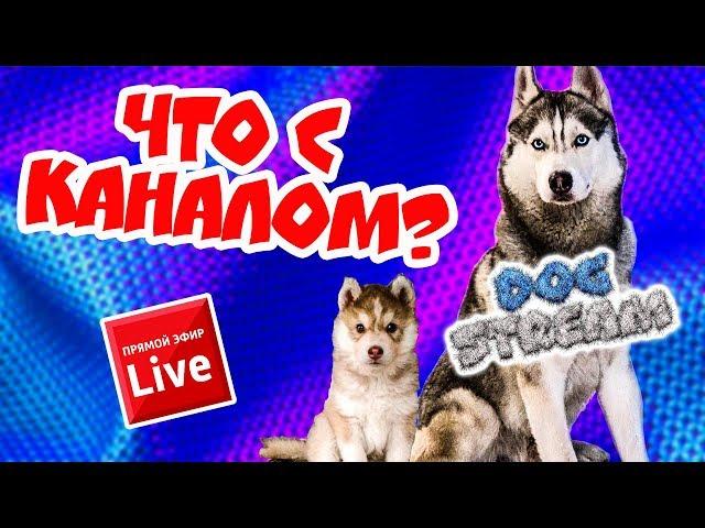 DOGSTREAM: ЧТО БУДЕТ С КАНАЛОМ? ХАСКИ БАНДИТ И БУБЛИК ОТВЕЧАЮТ НА ВОПРОСЫ ПОДПИСЧИКОВ В ПРЯМОМ ЭФИРЕ