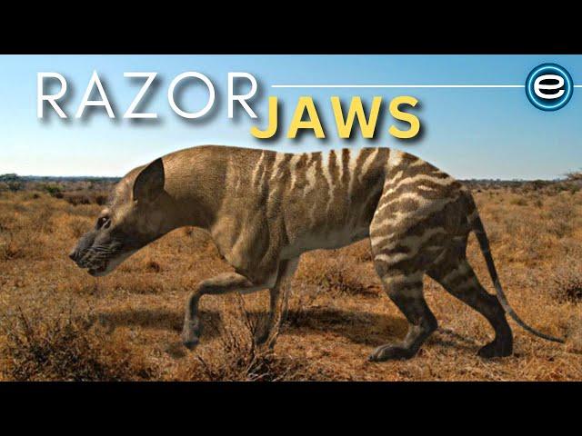 Prehistoric Predators - Hyaenodon