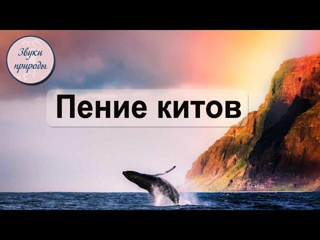 Пение китов. Звуки природы. Лига Свободных Душ.