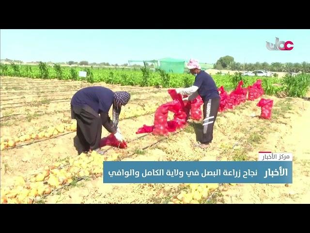 تقرير | نجاح زراعة البصل في ولاية الكامل والوافي.