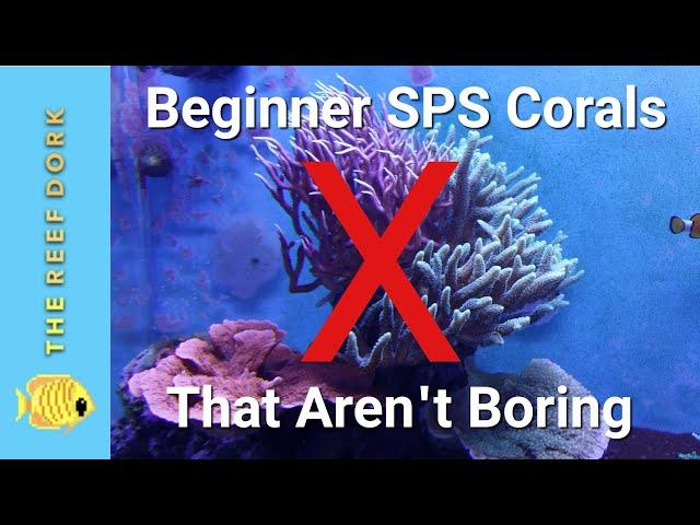 3 Beginner SPS Corals That Are AWESOME! You Should Know About These...