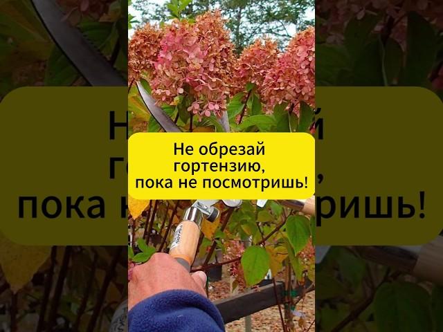 Никогда не обрезай гортензию осенью  #дача #сад #огород  #садоводство