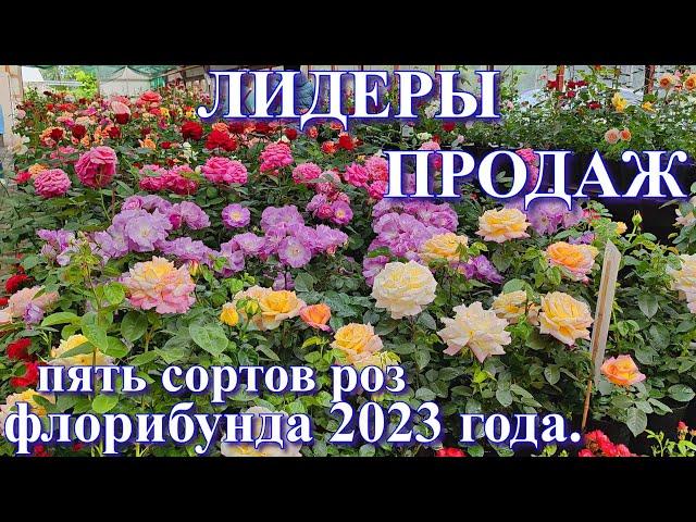 Лидеры продаж роз группы флорибунда в 2023 году.