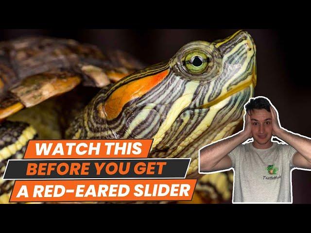 6 Things to Know BEFORE You Get a Red Eared Slider Turtle