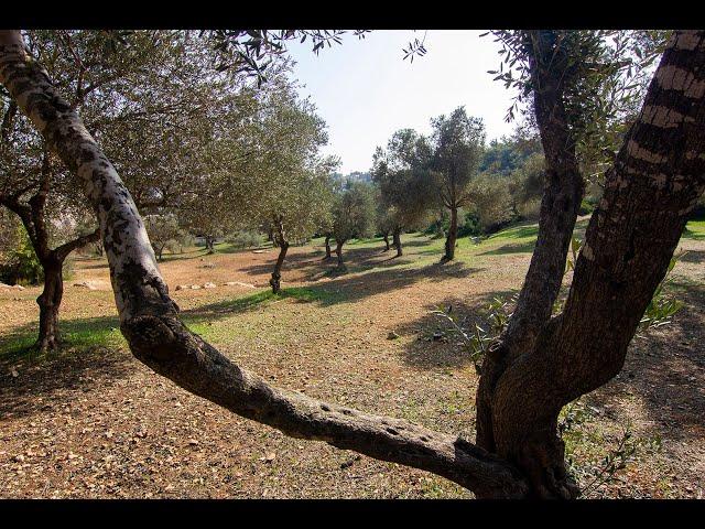 Photographing olive trees in Jerusalem