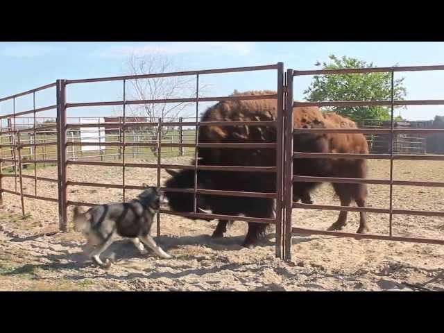 how a WOLF pisses off a BISON