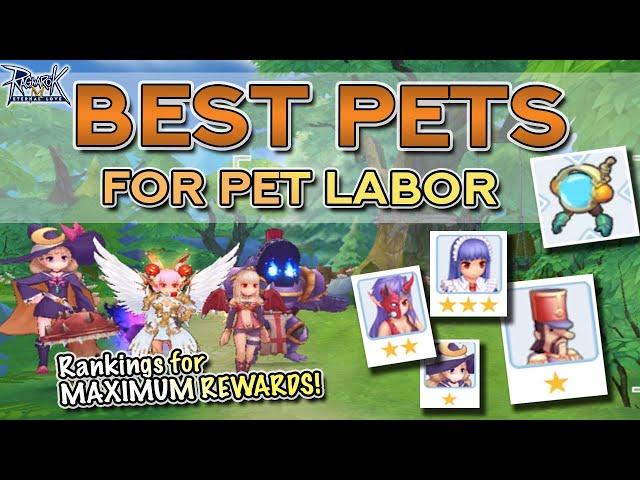 RANKING THE BEST PETS FOR PET LABOR (MAX REWARDS) | Ragnarok M Eternal Love