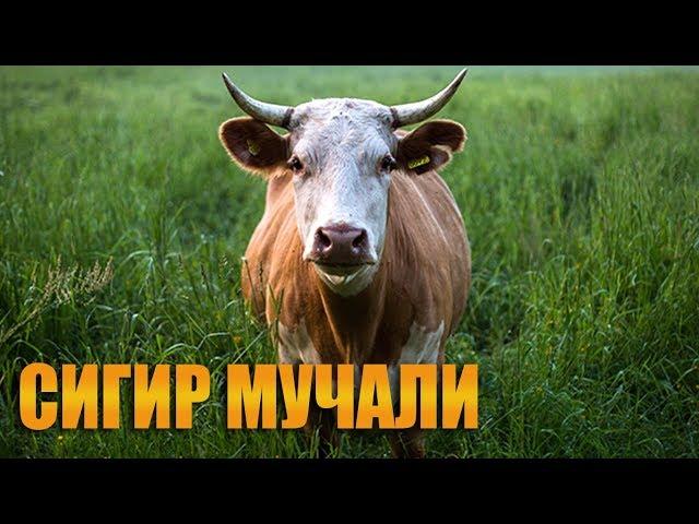 Мучаллар - Сигир мучали хакида