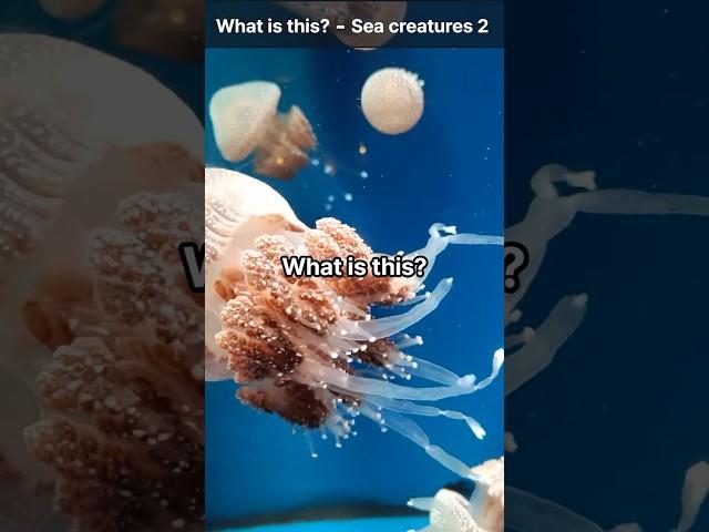 Sea creatures2 - Learning English Words #learnenglish #vocabulary  #englishvocabulary #englishwords
