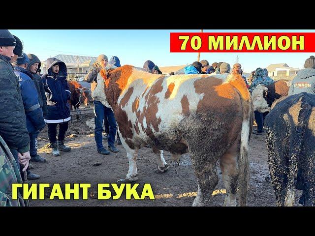 ХОРАЗМ УРГАНЧ МОЛ БОЗОРИ 70 МИЛЛИОН ГИГАНТ БУКА ЧИКДИ ЯНГИ НАРХЛАР !!! ХОРАЗМ БОЗОР