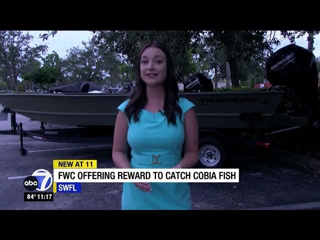 FWC researchers offering cash reward for catching cobia fish