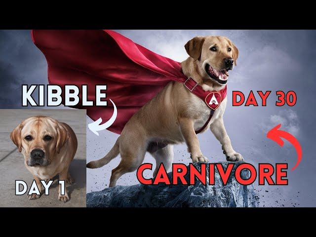 30-Day Kibble To Carnivore For Dogs - Without Breaking The Bank!