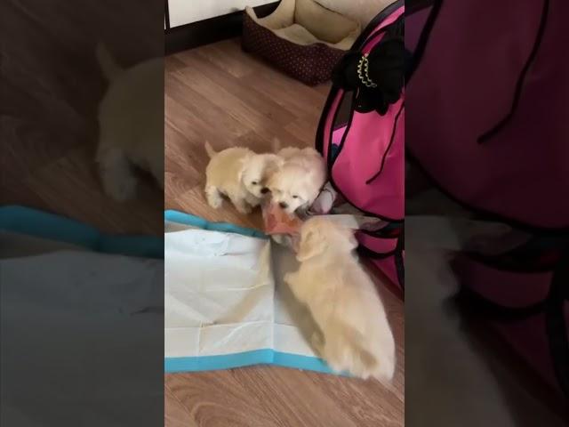 Жизнь и приключение Марсика! 1 серия
