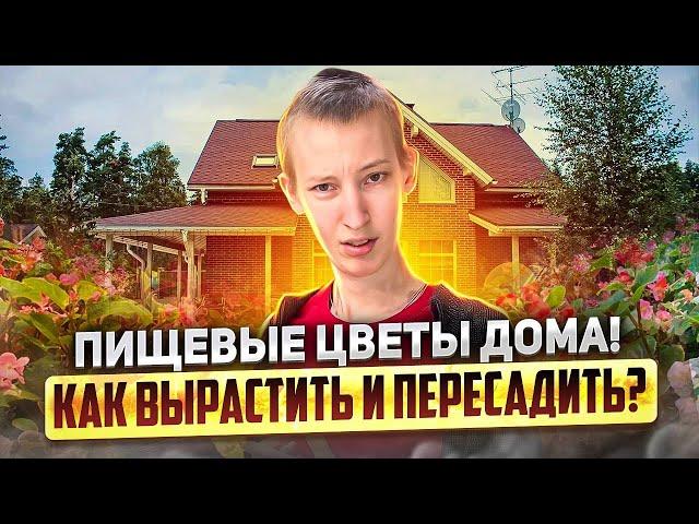 Как вырастить пищевые цветы? Съедобные цветы на продажу!