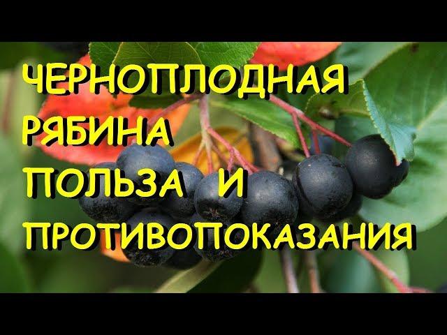 Черноплодная рябина лечебные свойства и противопоказания.