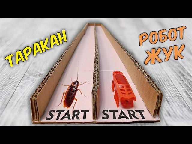 Who is faster? Live Cockroach or Robot Beetle?