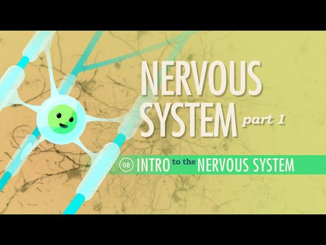 The Nervous System, Part 1: Crash Course Anatomy & Physiology #8