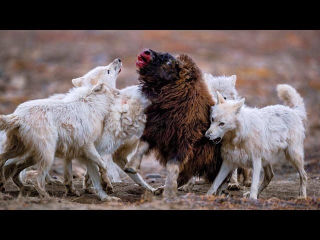 ARCTIC WOLF ─ Death Dressed in White! Arctic wolf vs musk ox & snowshoe hare