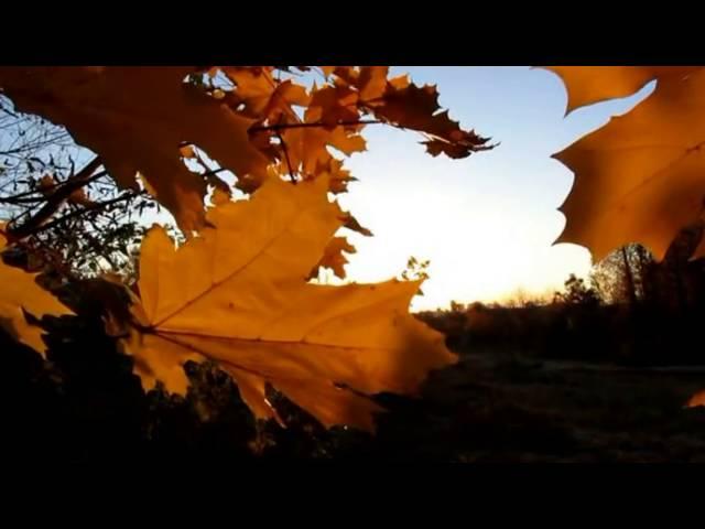 Autumn footage  /  Осенний футаж 102