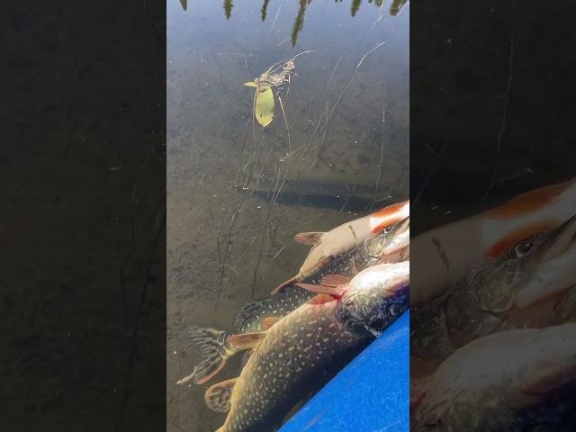 Subsistence pike fishing in crystal clear waters, @wildernessgma49