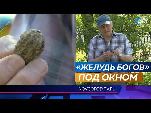 Новгородец Владимир Янушко вырастил грецкий орех и уже собирает урожай