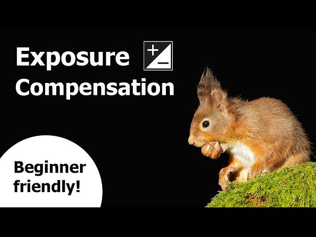 What is Exposure Compensation.. and How Do We Use it in Wildlife Photography?