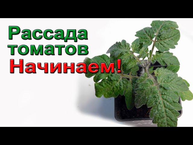 Рассада томатов.  Начинаем