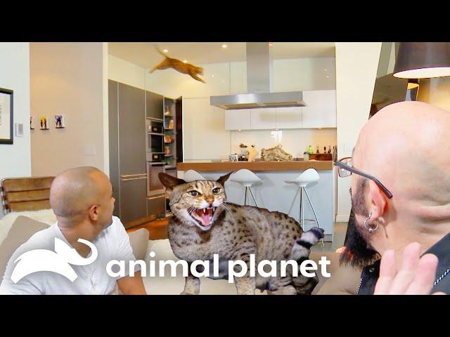 Two Thrill-Seeking Savannah Cats Pose Risk to Owner's Life | My Cat From Hell | Animal Planet