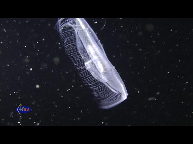 Moon jellyfish (Aurelia aurita)