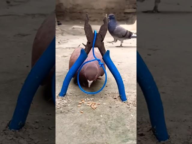 Pigeon trap using cutting pliers & wire